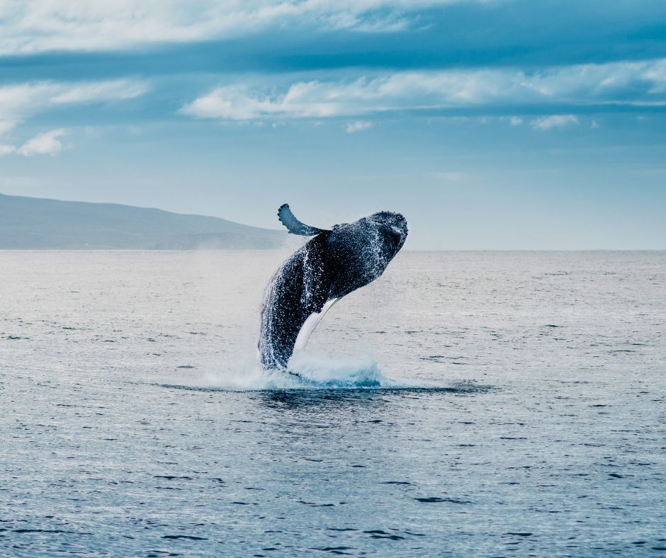 alt" Salto da baleia nos mares da Islândia"
