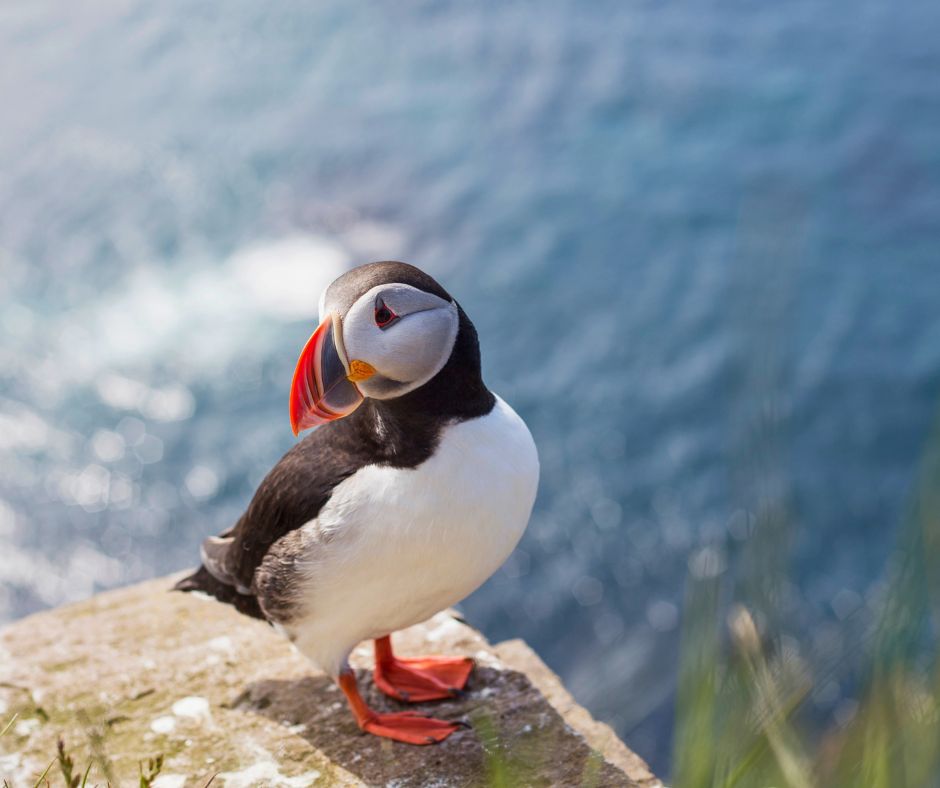alt" Papagaio do Mar, nas falésias da Islândia"